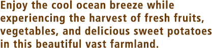 Enjoy the cool ocean breeze while experiencing the harvest of fresh fruits, vegetables, and delicious sweet potatoes in this beautiful vast farmland.